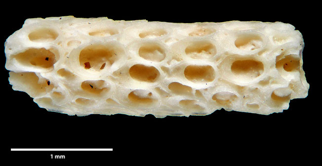 Senckenberg, Bryozoa, Bryozoen, Moostierchen, Sammlung Voigt
