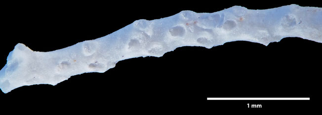 Senckenberg, Bryozoa, Bryozoen, Moostierchen, Sammlung Voigt