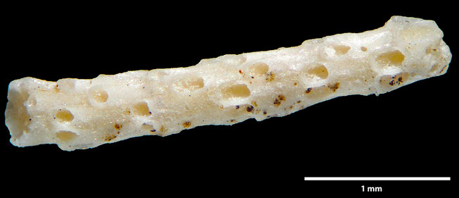 Senckenberg, Bryozoa, Bryozoen, Moostierchen, Sammlung Voigt