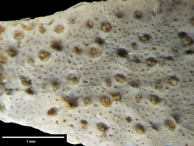 Senckenberg, Bryozoa, Bryozoen, Moostierchen, Sammlung Voigt