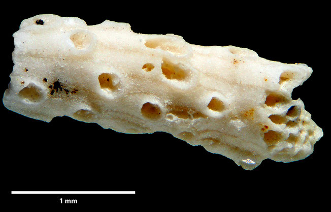 Senckenberg, Bryozoa, Bryozoen, Moostierchen, Sammlung Voigt