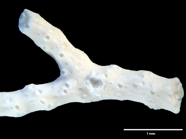 Senckenberg, Bryozoa, Bryozoen, Moostierchen, Sammlung Voigt