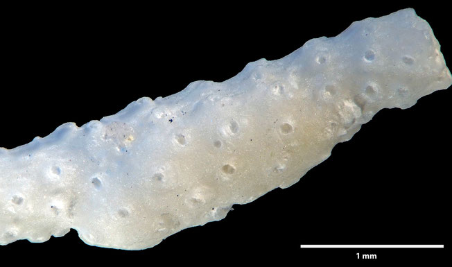 Senckenberg, Bryozoa, Bryozoen, Moostierchen, Sammlung Voigt