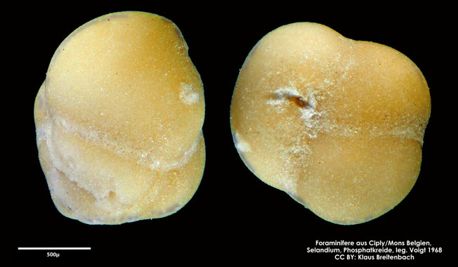 Foraminifere, Foraminifera, Bryozoa, Senckenberg, fossil, Ciply Mons, Selandium