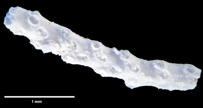 Senckenberg, Bryozoa, Bryozoen, Moostierchen, Sammlung Voigt