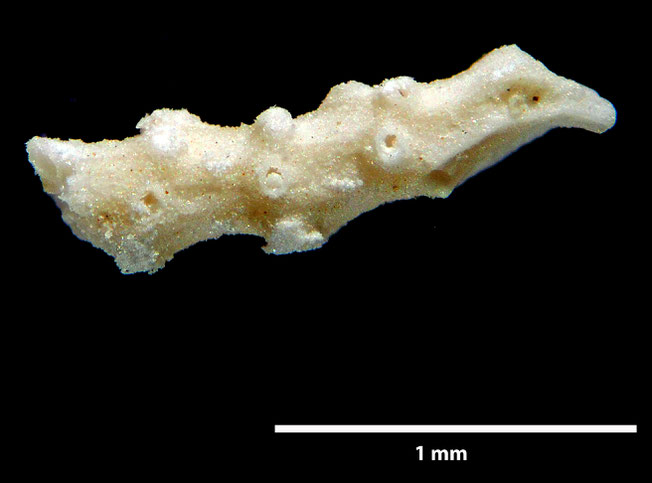 Senckenberg, Bryozoa, Bryozoen, Moostierchen, Sammlung Voigt