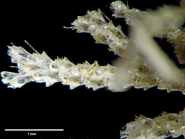 Senckenberg, Bryozoa, Bryozoen, Moostierchen, Sammlung Voigt