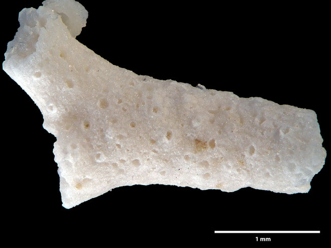 Senckenberg, Bryozoa, Bryozoen, Moostierchen, Sammlung Voigt