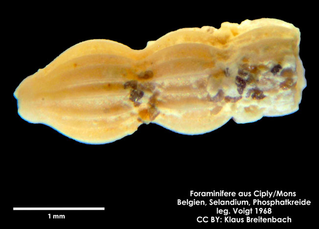 Foraminifere, Foraminifera, Bryozoa, Senckenberg, fossil, Ciply Mons, Selandium