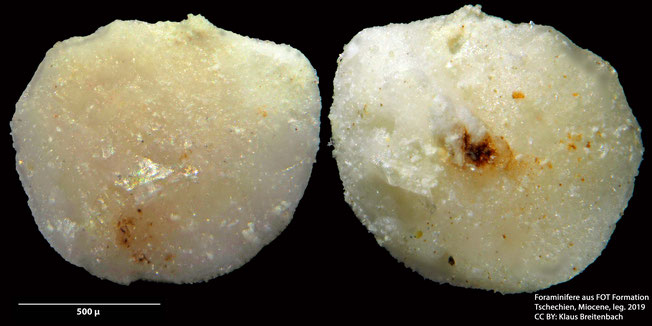 Foraminifere, Foraminifera, Bryozoa, Senckenberg,