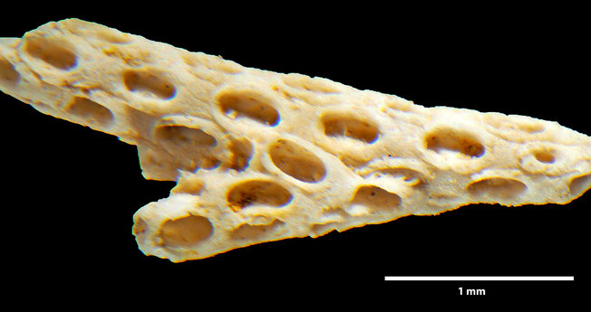 Senckenberg, Bryozoa, Bryozoen, Moostierchen, Sammlung Voigt