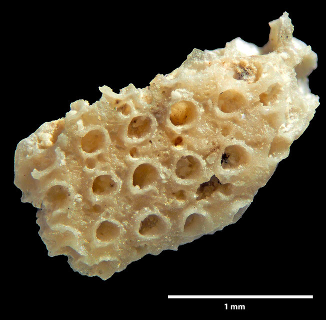 Senckenberg, Bryozoa, Bryozoen, Moostierchen, Sammlung Voigt
