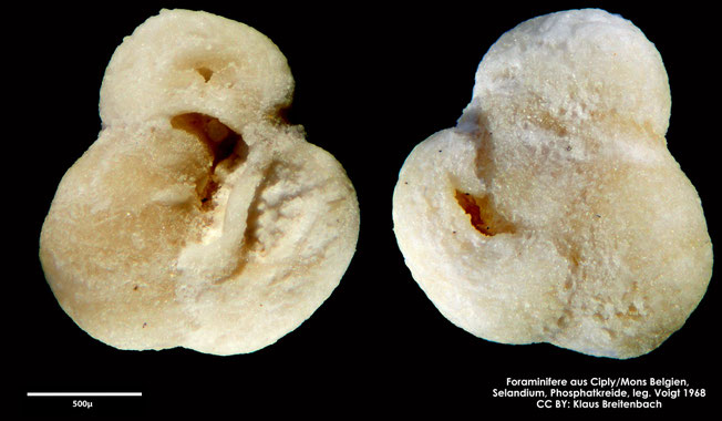 Foraminifere, Foraminifera, Bryozoa, Senckenberg, fossil, Ciply Mons, Selandium