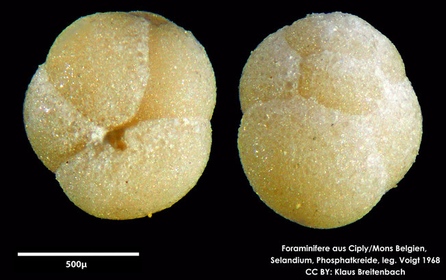 Foraminifere, Foraminifera, Bryozoa, Senckenberg, fossil, Ciply Mons, Selandium