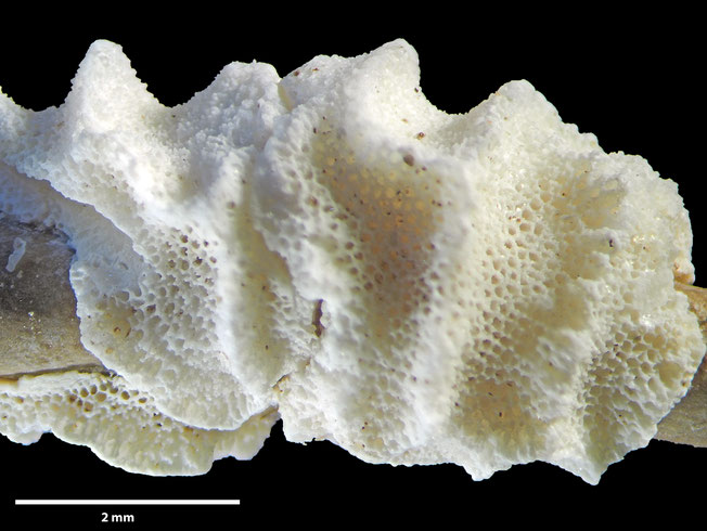 Senckenberg, Bryozoa, Bryozoen, Moostierchen, Sammlung Voigt