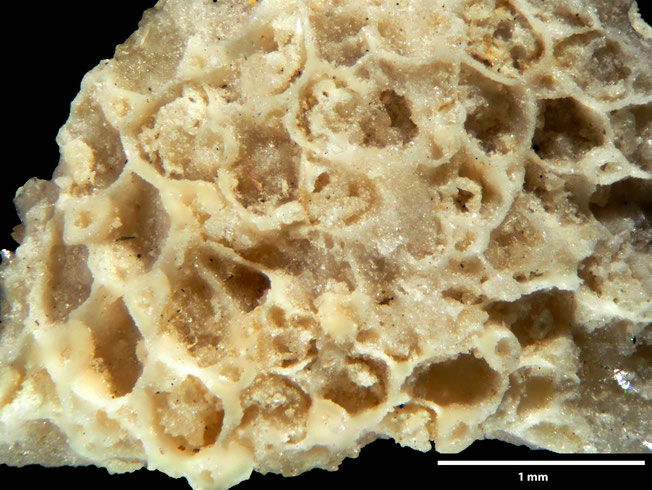 Senckenberg, Bryozoa, Bryozoen, Moostierchen, Sammlung Voigt