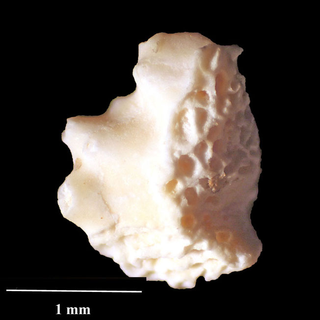 Senckenberg, Bryozoa, Bryozoen, Moostierchen, Sammlung Voigt