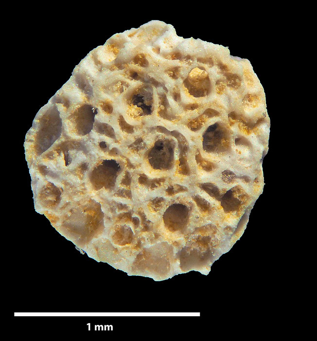 Senckenberg, Bryozoa, Bryozoen, Moostierchen, Sammlung Voigt