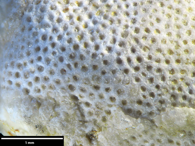 Senckenberg, Bryozoa, Bryozoen, Moostierchen, Sammlung Voigt