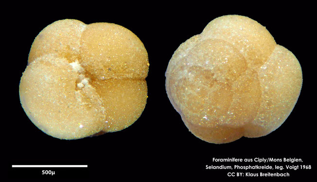Foraminifere, Foraminifera, Bryozoa, Senckenberg, fossil, Ciply Mons, Selandium