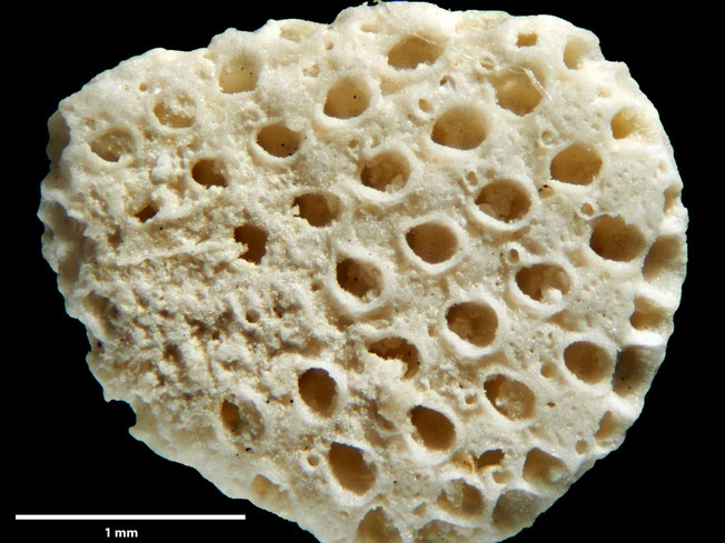 Senckenberg, Bryozoa, Bryozoen, Moostierchen, Sammlung Voigt