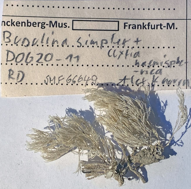 Senckenberg, Bryozoa, Bryozoen, Moostierchen, Sammlung Voigt