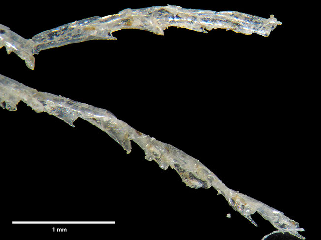 Senckenberg, Bryozoa, Bryozoen, Moostierchen, Sammlung Voigt