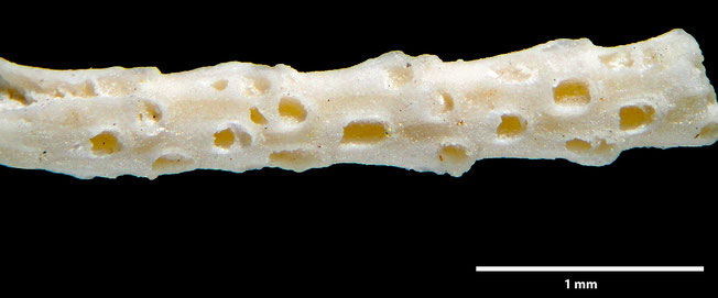Senckenberg, Bryozoa, Bryozoen, Moostierchen, Sammlung Voigt
