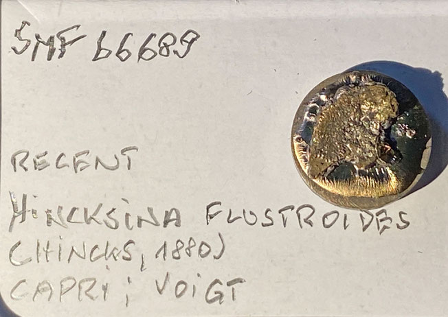 Senckenberg, Bryozoa, Bryozoen, Moostierchen, Sammlung Voigt