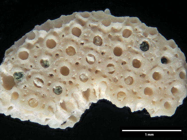 Senckenberg, Bryozoa, Bryozoen, Moostierchen, Sammlung Voigt