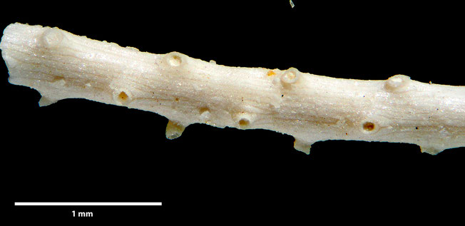 Senckenberg, Bryozoa, Bryozoen, Moostierchen, Sammlung Voigt