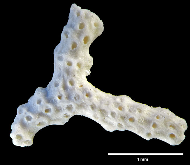 Senckenberg, Bryozoa, Bryozoen, Moostierchen, Sammlung Voigt