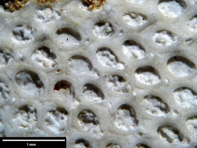 Senckenberg, Bryozoa, Bryozoen, Moostierchen, Sammlung Voigt
