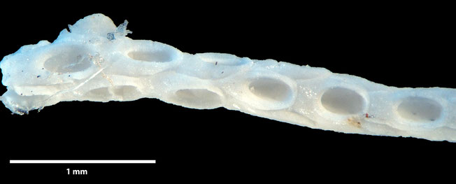 Senckenberg, Bryozoa, Bryozoen, Moostierchen, Sammlung Voigt