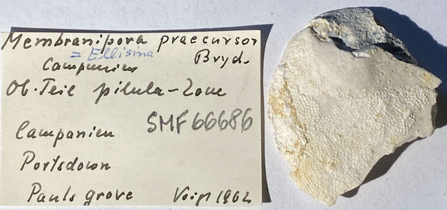 Senckenberg, Bryozoa, Bryozoen, Moostierchen, Sammlung Voigt