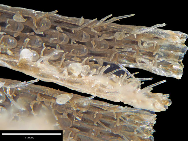 Senckenberg, Bryozoa, Bryozoen, Moostierchen, Sammlung Voigt