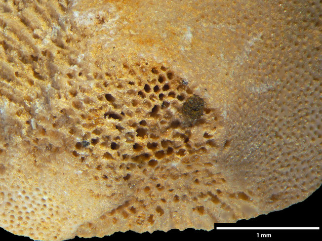 Senckenberg, Bryozoa, Bryozoen, Moostierchen, Sammlung Voigt