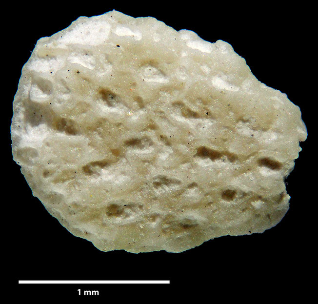 Senckenberg, Bryozoa, Bryozoen, Moostierchen, Sammlung Voigt
