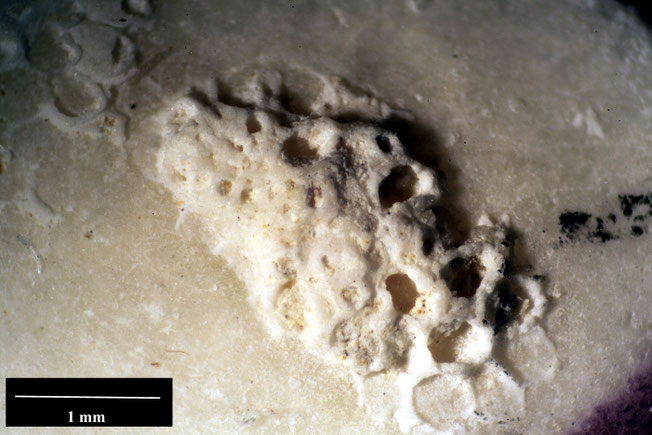 Senckenberg, Bryozoa, Bryozoen, Moostierchen, Sammlung Voigt