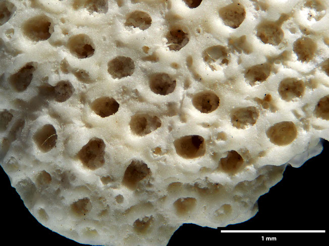 Senckenberg, Bryozoa, Bryozoen, Moostierchen, Sammlung Voigt