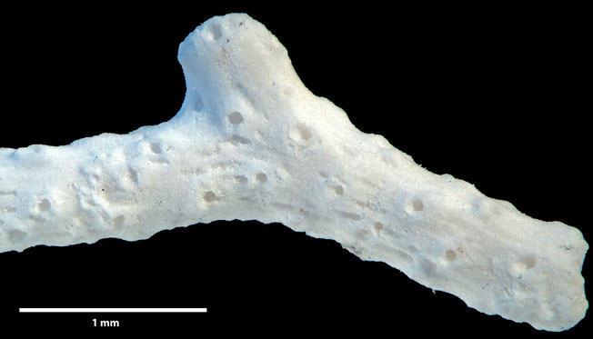 Senckenberg, Bryozoa, Bryozoen, Moostierchen, Sammlung Voigt