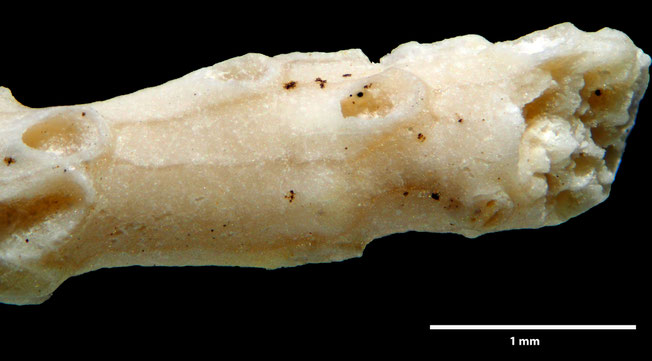 Senckenberg, Bryozoa, Bryozoen, Moostierchen, Sammlung Voigt