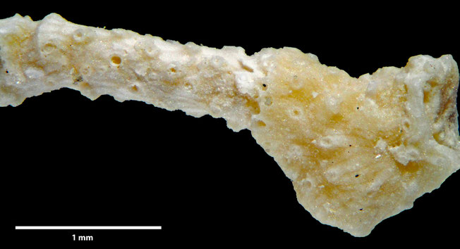 Senckenberg, Bryozoa, Bryozoen, Moostierchen, Sammlung Voigt