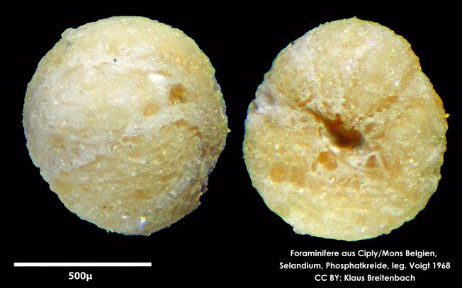 Foraminifere, Foraminifera, Bryozoa, Senckenberg, fossil, Ciply Mons, Selandium