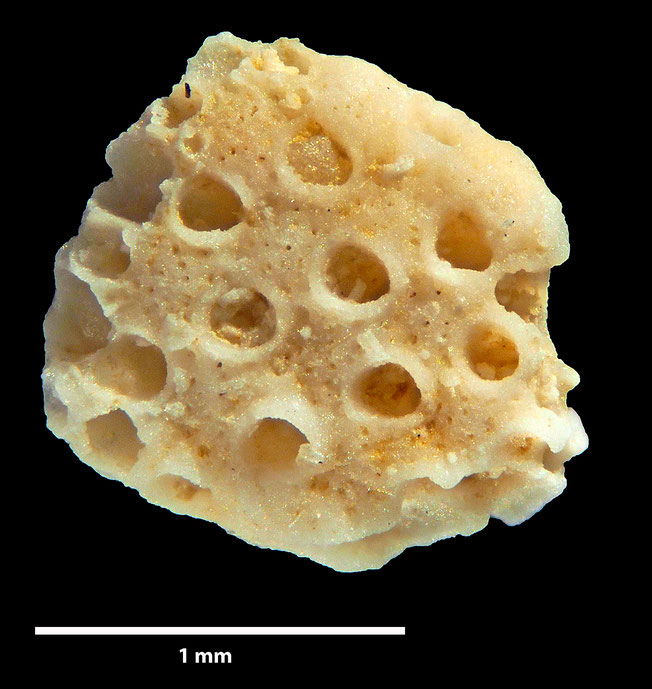 Senckenberg, Bryozoa, Bryozoen, Moostierchen, Sammlung Voigt