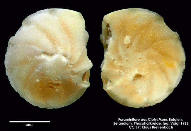 Foraminifere, Foraminifera, Bryozoa, Senckenberg, fossil, Ciply Mons, Selandium