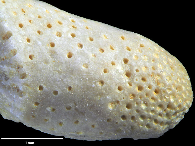 Senckenberg, Bryozoa, Bryozoen, Moostierchen, Sammlung Voigt