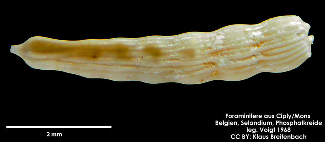 Foraminifere, Foraminifera, Bryozoa, Senckenberg, fossil, Ciply Mons, Selandium