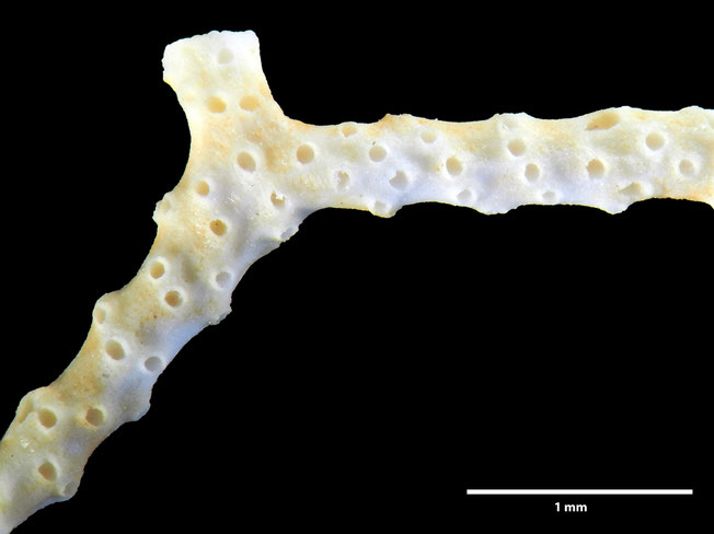 Senckenberg, Bryozoa, Bryozoen, Moostierchen, Sammlung Voigt