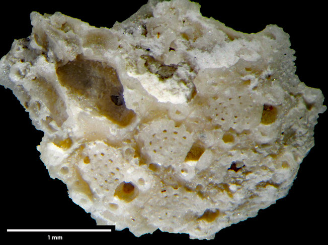 Senckenberg, Bryozoa, Bryozoen, Moostierchen, Sammlung Voigt